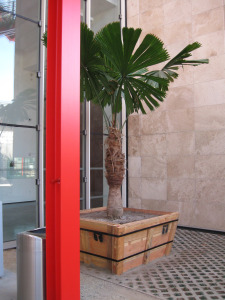 Palm 2