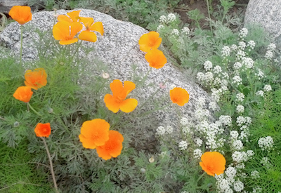 The California poppy, Image courtesy of the author