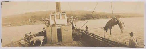 Cattle being loaded onto the steamer U.S.S Humuʻula, United States, Hawaiʻi, c. 1912, Los Angeles County Museum of Art, partial gift of Mark and Carolyn Blackburn and purchased with funds from LACMA's 50th Anniversary Gala and FIJI Water, photo © Museum Associates/LACMA