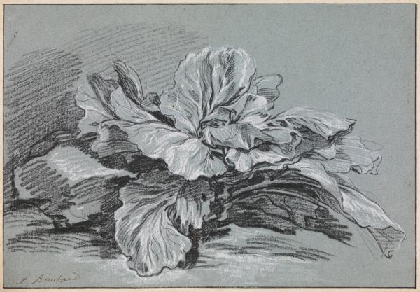 François Boucher, Study of a Cabbage, c. 1735