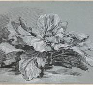 François Boucher, Study of a Cabbage, c. 1735